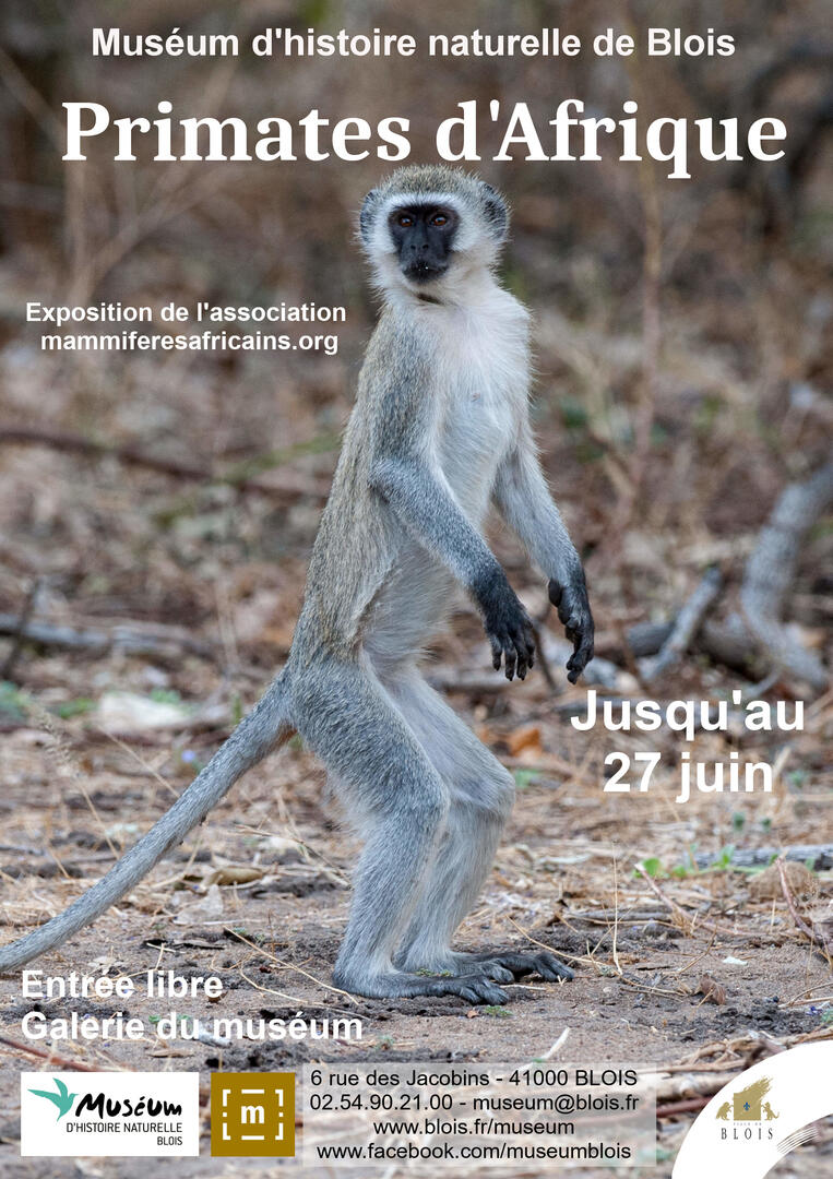 affiche_primate2.jpg