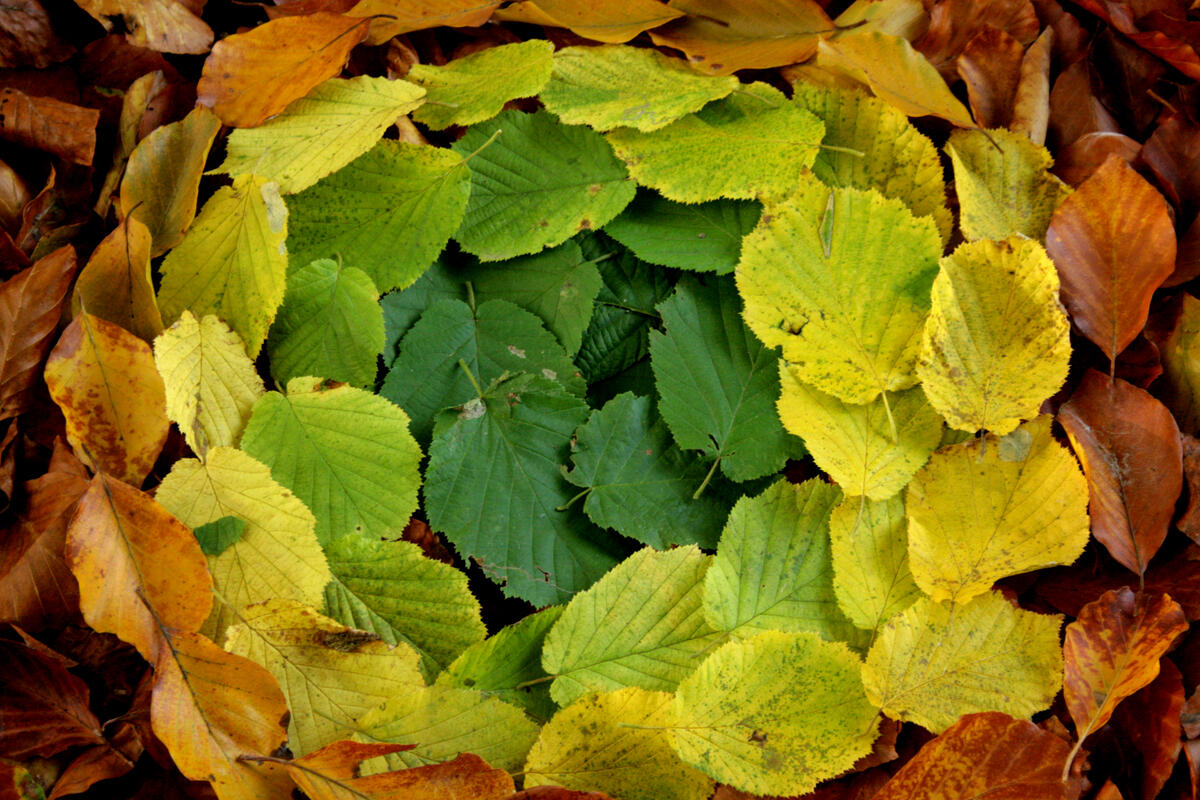 land-art-feuilles-d-automne.jpg