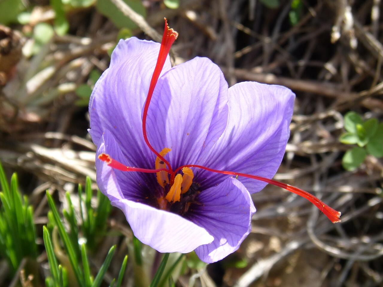 saffron-1821786_1280.jpg
