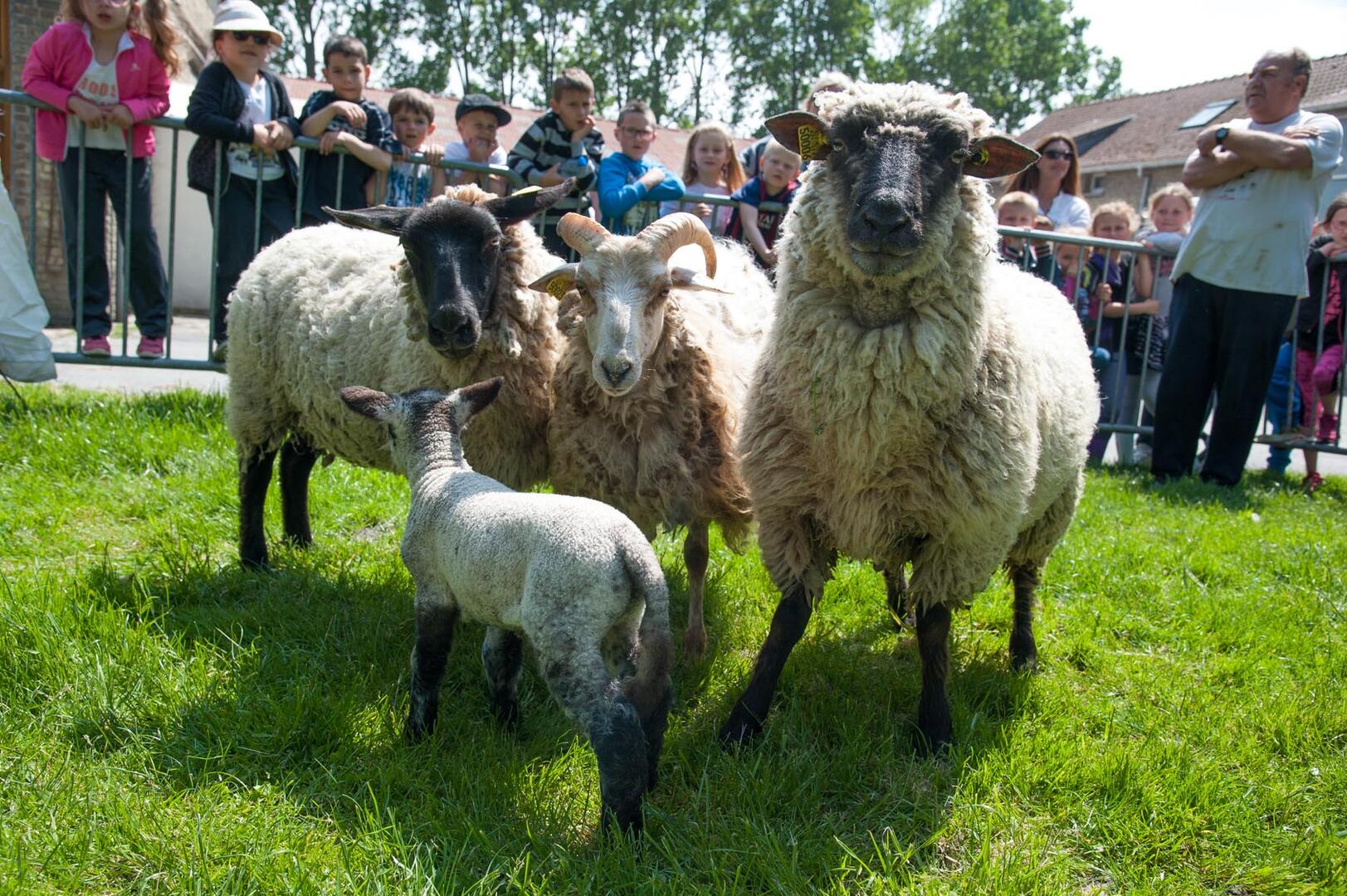 ferme vernaelde.jpg