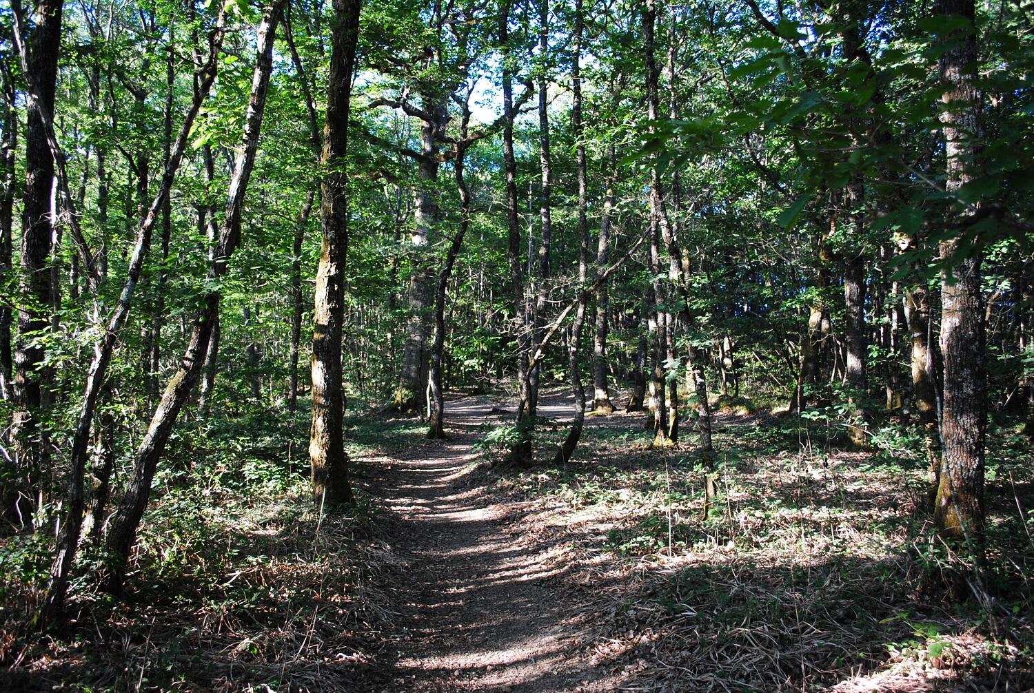 Circuit équestre moulin neuf - forêt de mervent.JPG