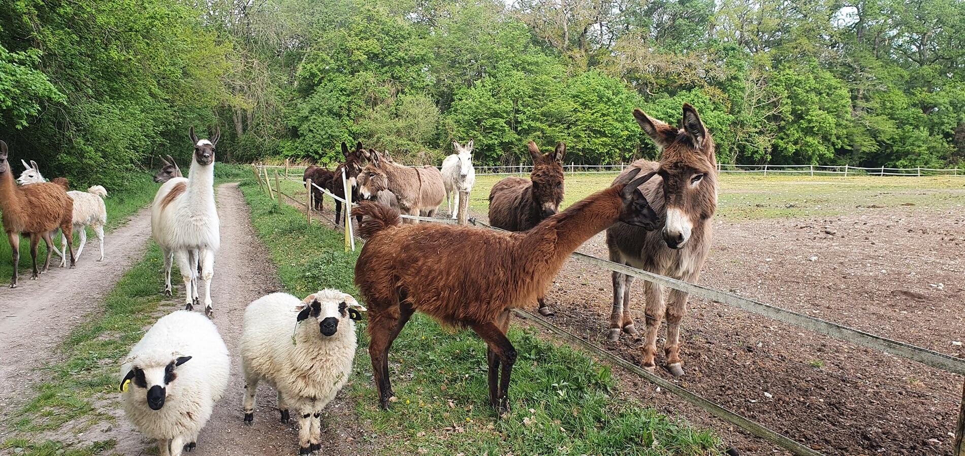 Ferme des oliviers.jpg