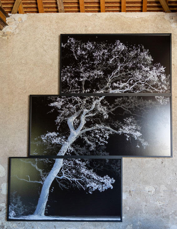 conversations-sous-l'arbre©-LG-815A9253.jpg