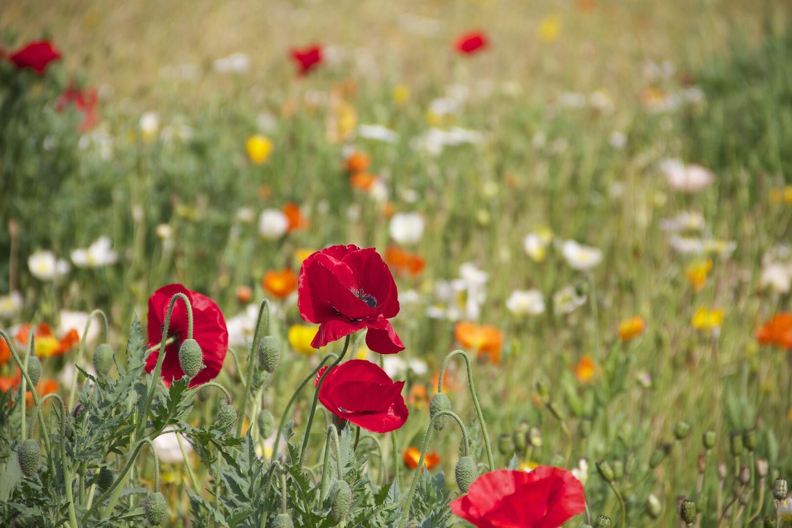 poppies-199099_1920.jpg