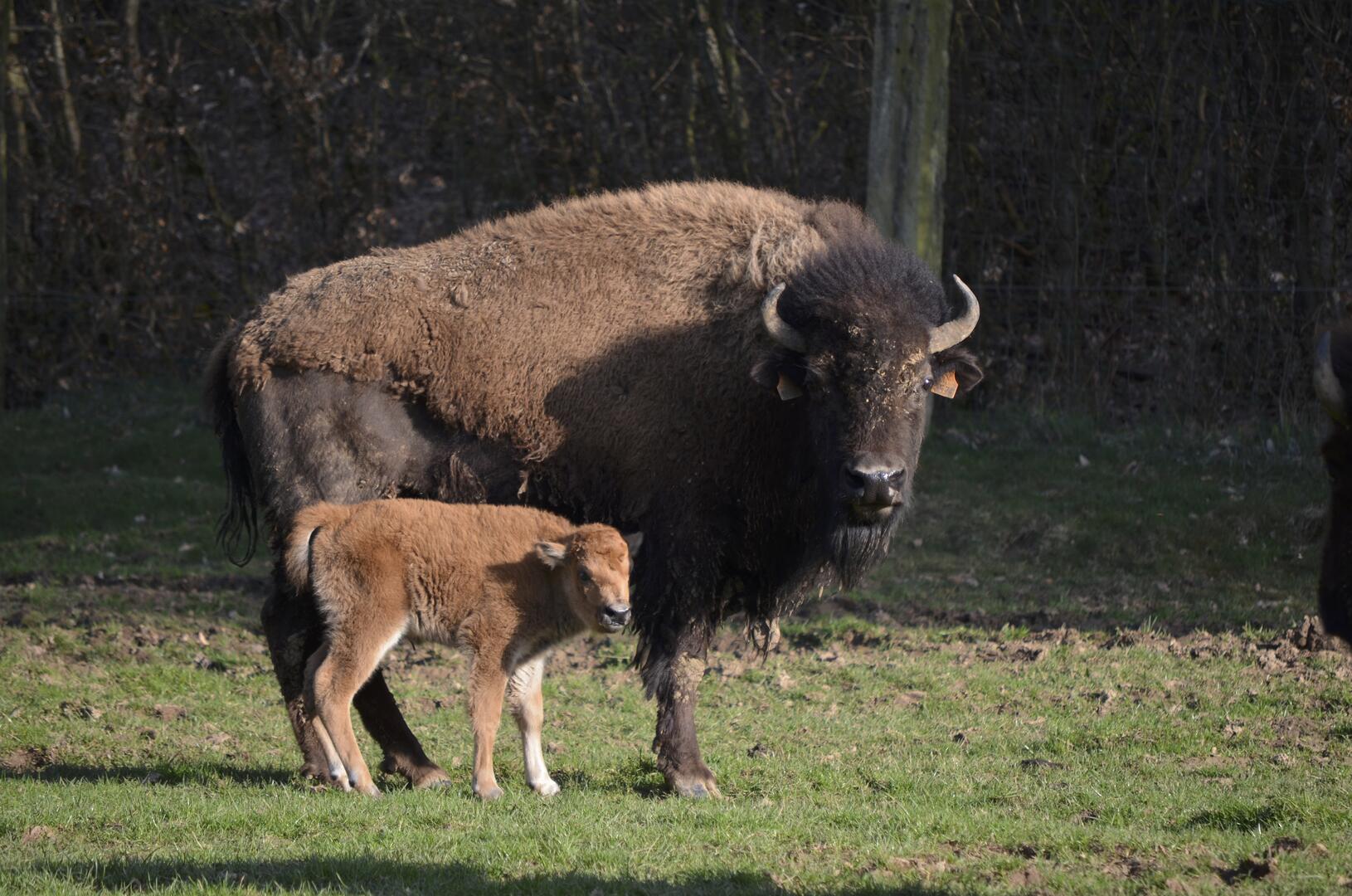 les bisons