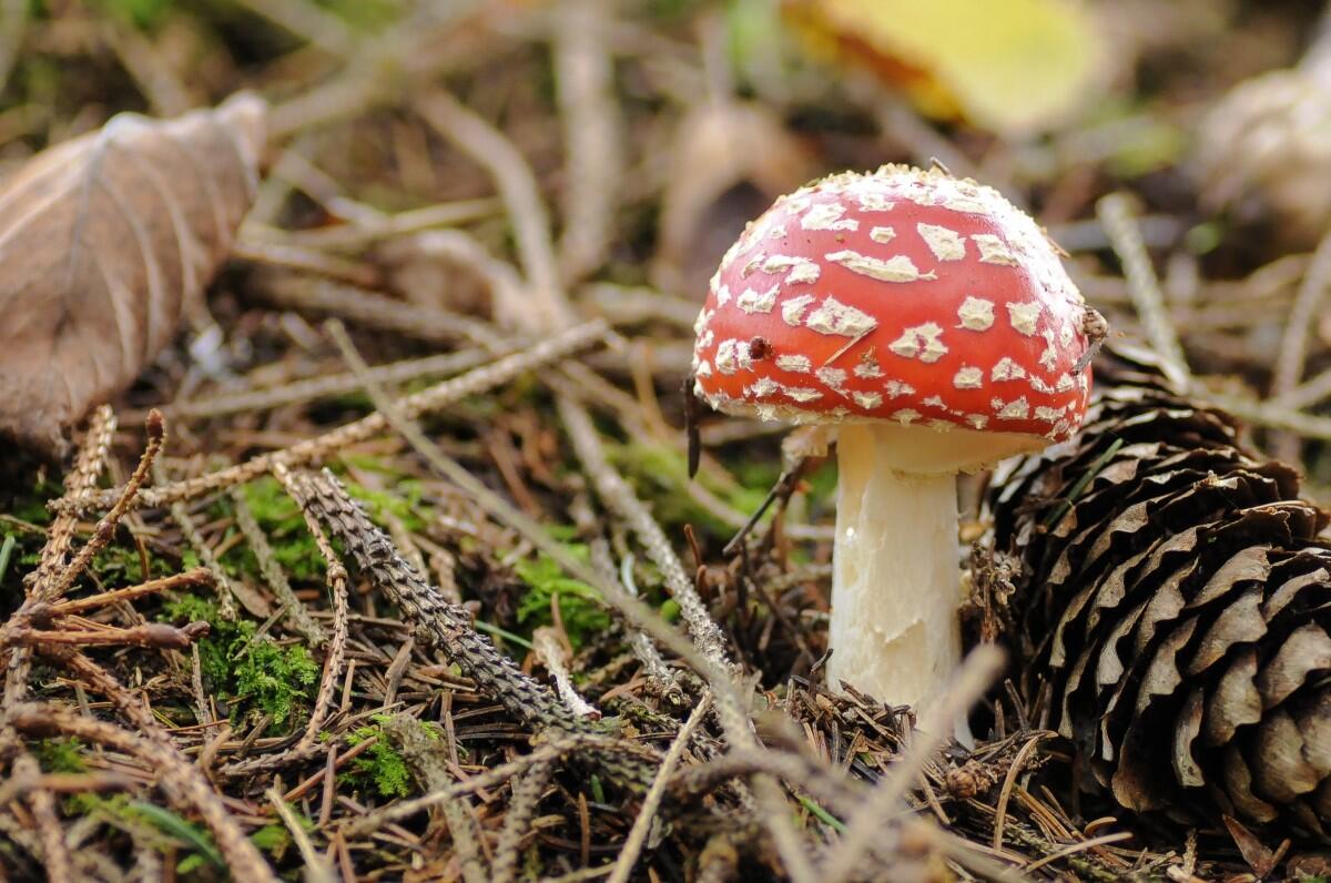 mushrooms_forest_forest_floor_autumn_fly_agaric_golden_autumn_forest_mushrooms_mushroom-1003044.jpg!d.jpeg