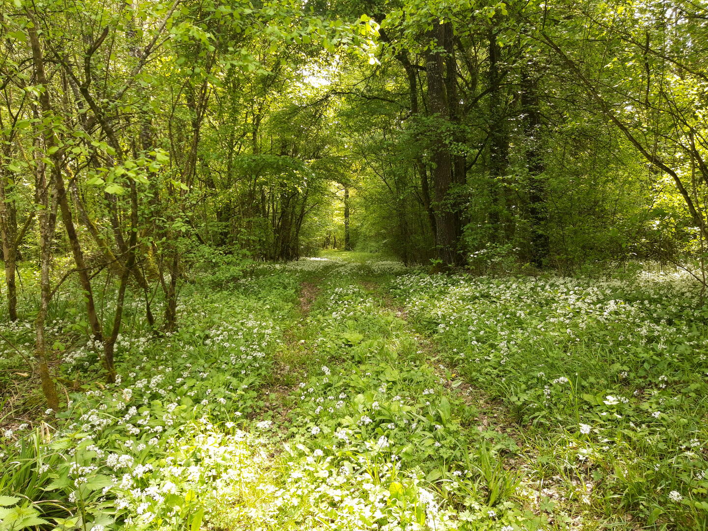 Forêt_PnrFO.jpg