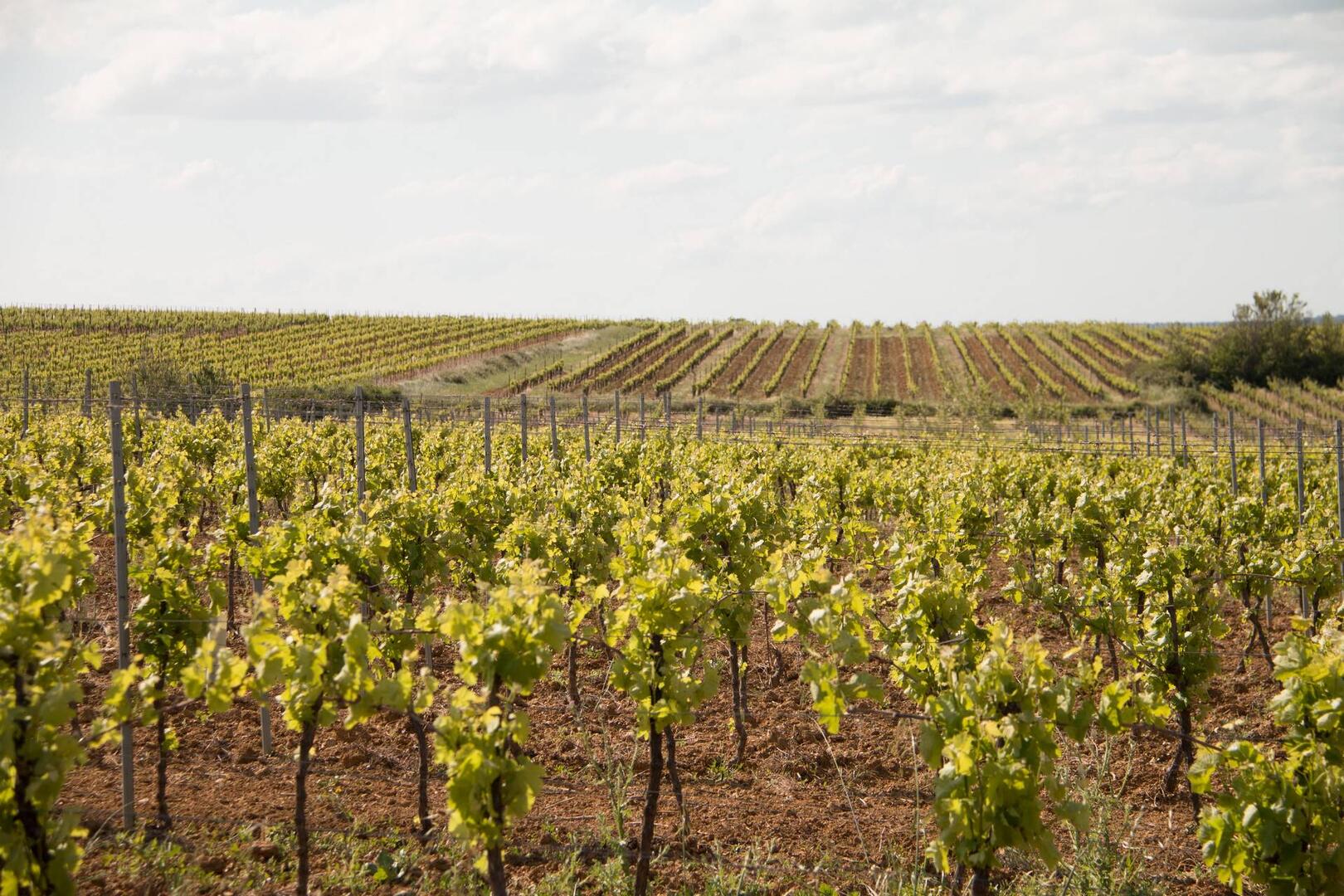 ALIGNAN-DU-VENT (27)-vignoble-@Karine Gregoire.jpg