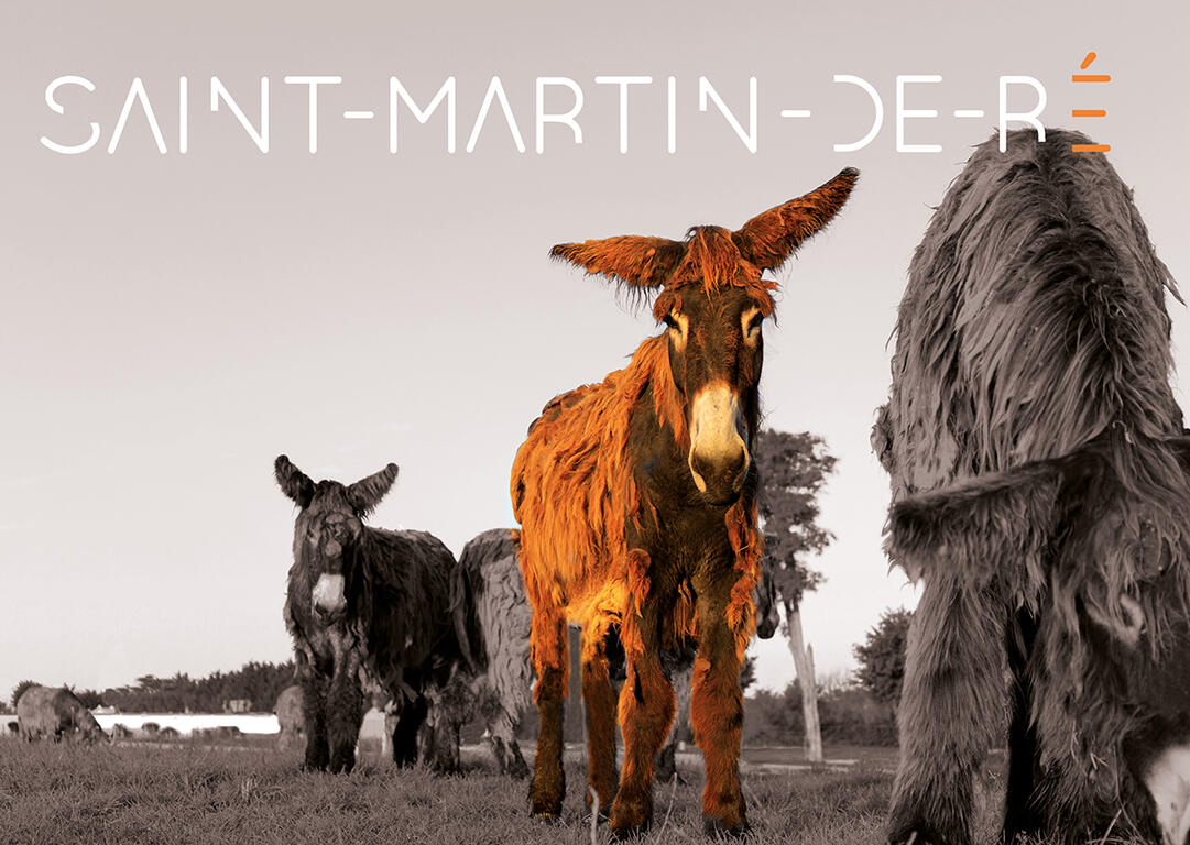 SAINT-MARTIN-DE-RE.jpg