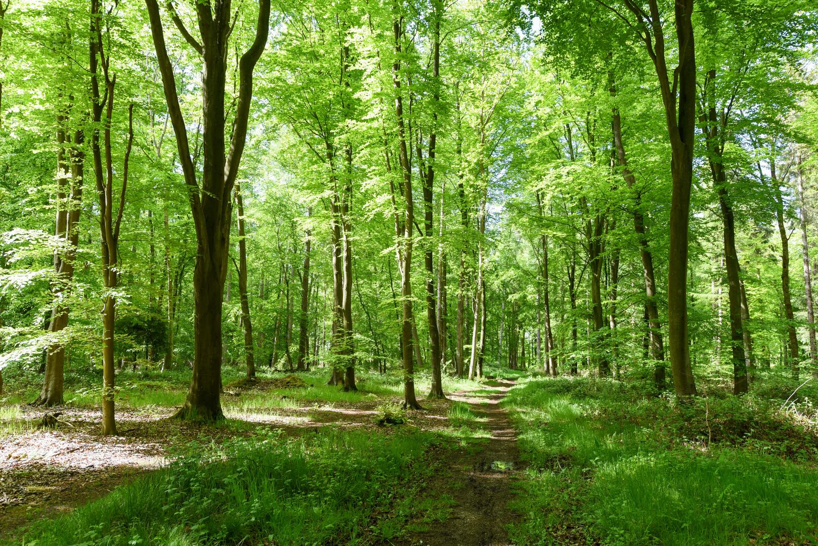 Forêt d'Arques-Pascal-Diologent-Ville-de-Dieppe.jpg