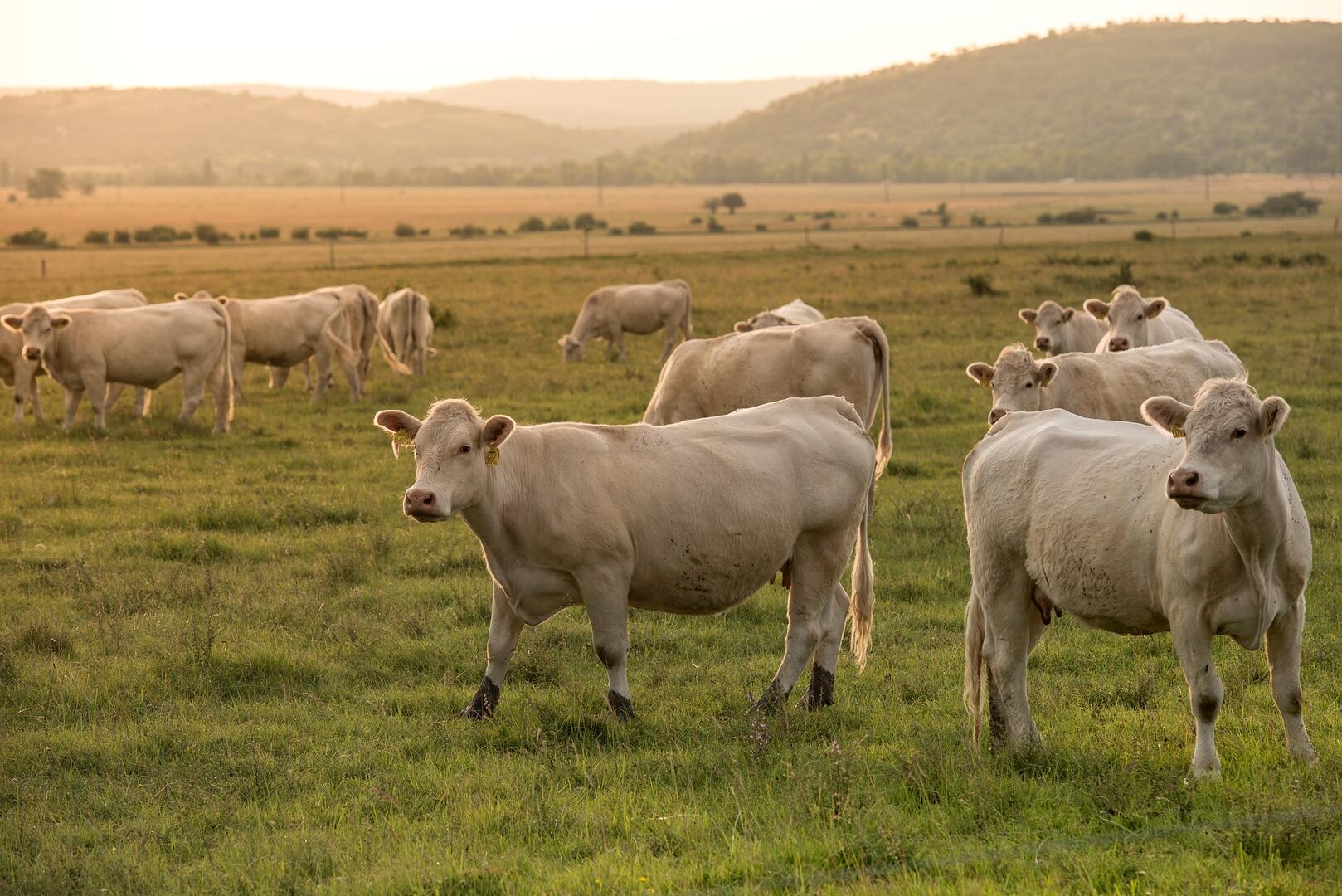 Les vaches de la ferme