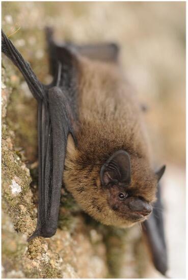 Chauve-souris.jpg