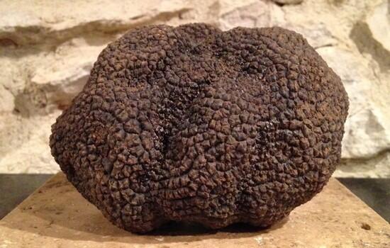 TRUFFE.jpg