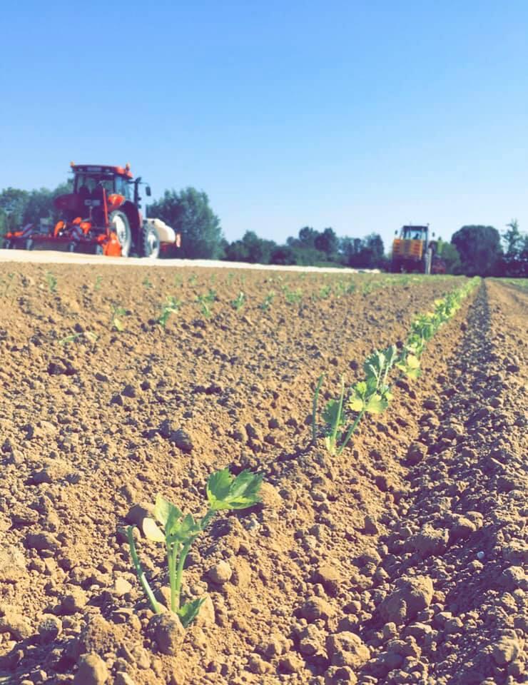 Ferme Billaud - Richebourg.jpg