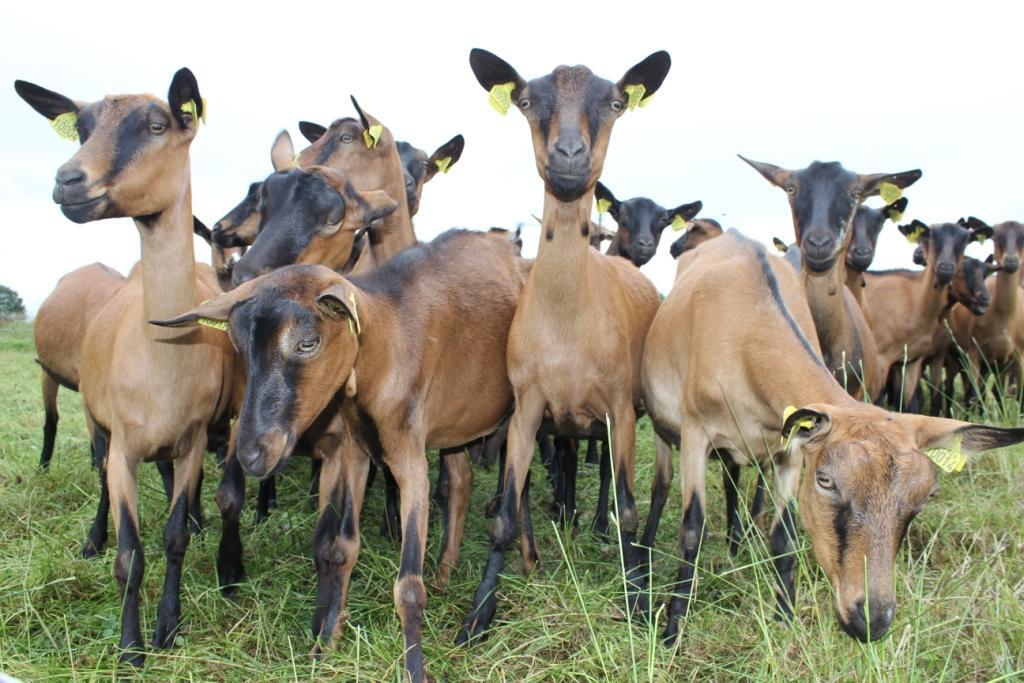 La chevre rit.jpeg