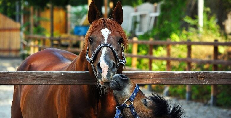 balade-cheval-poney.jpg