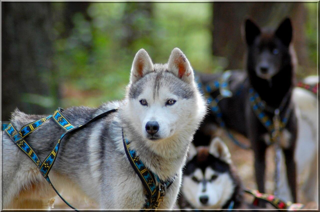 cani_rando_La_Roche_Posay (4).JPG