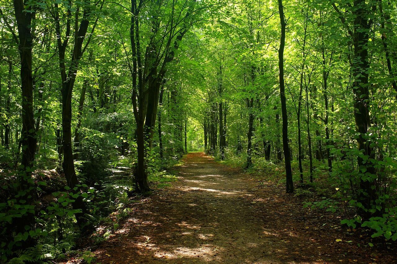 Faune flore des bois.jpg