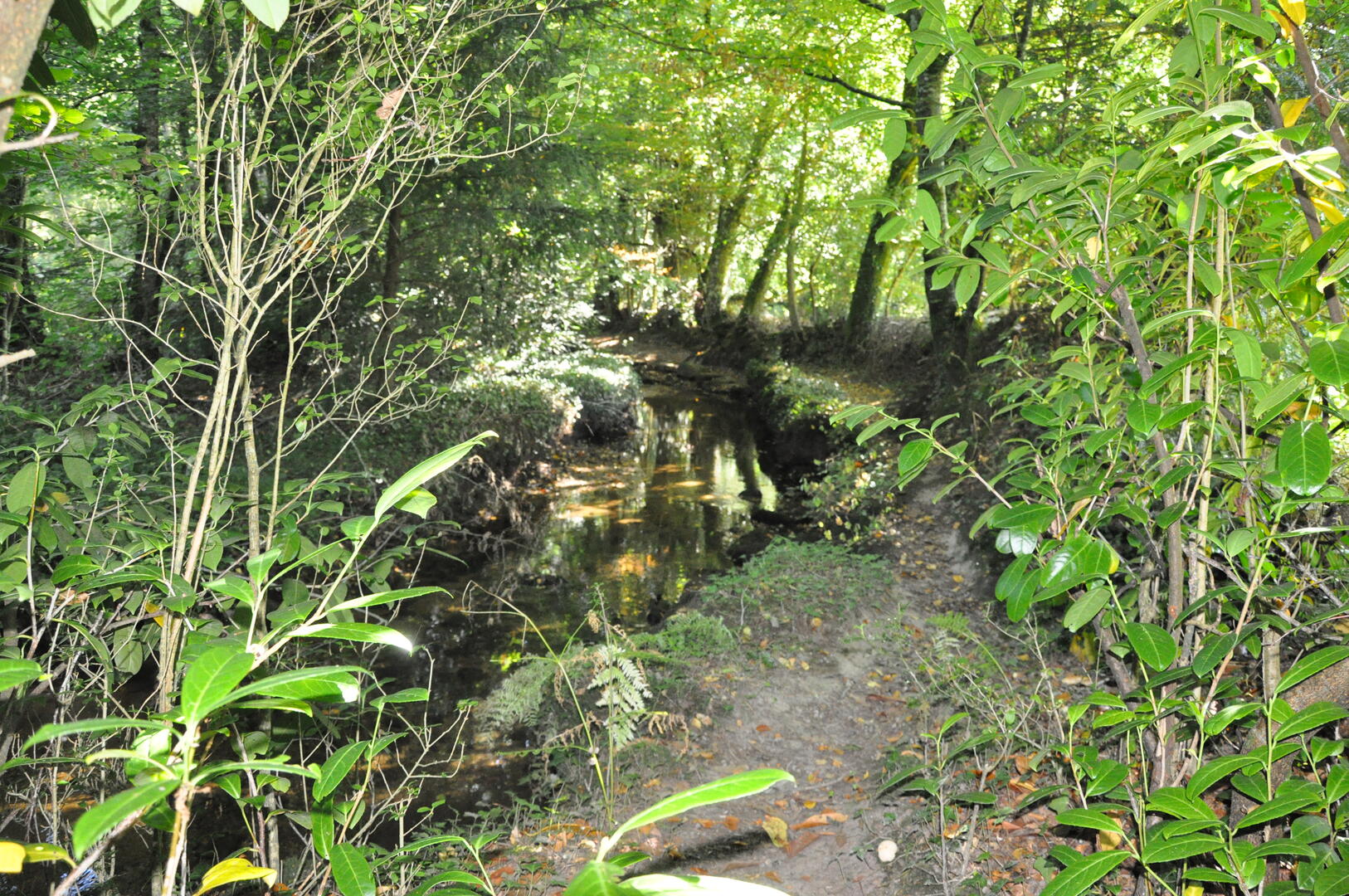 DSC_1298.JPG