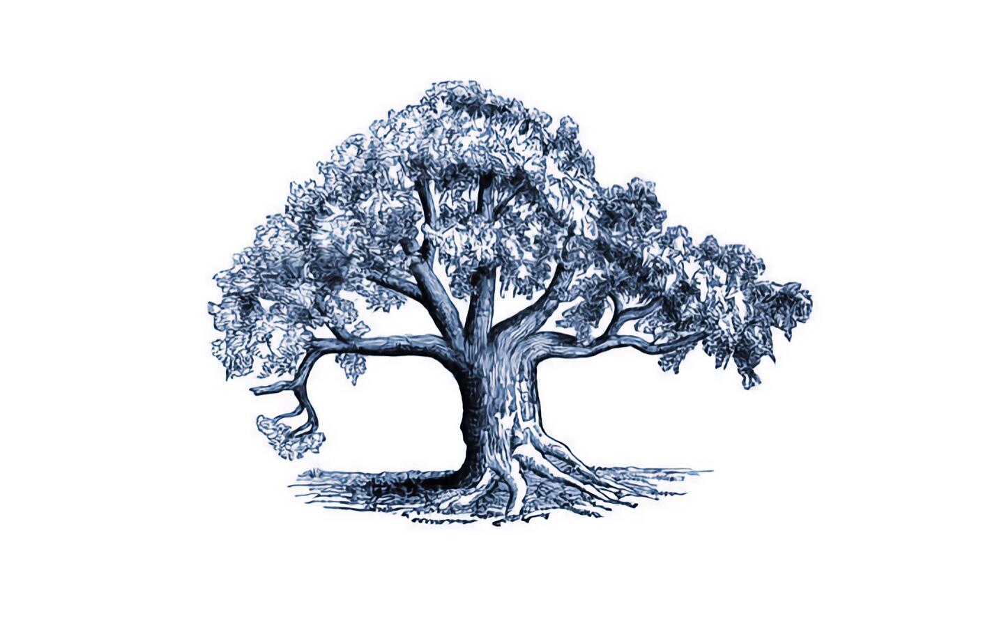 blois-dle-2022-dessin-observationnature-berenicedautry-pgdd_2x.jpeg