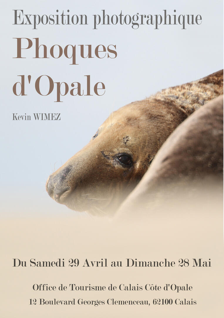 affiche phoques dopale calais (004).jpg