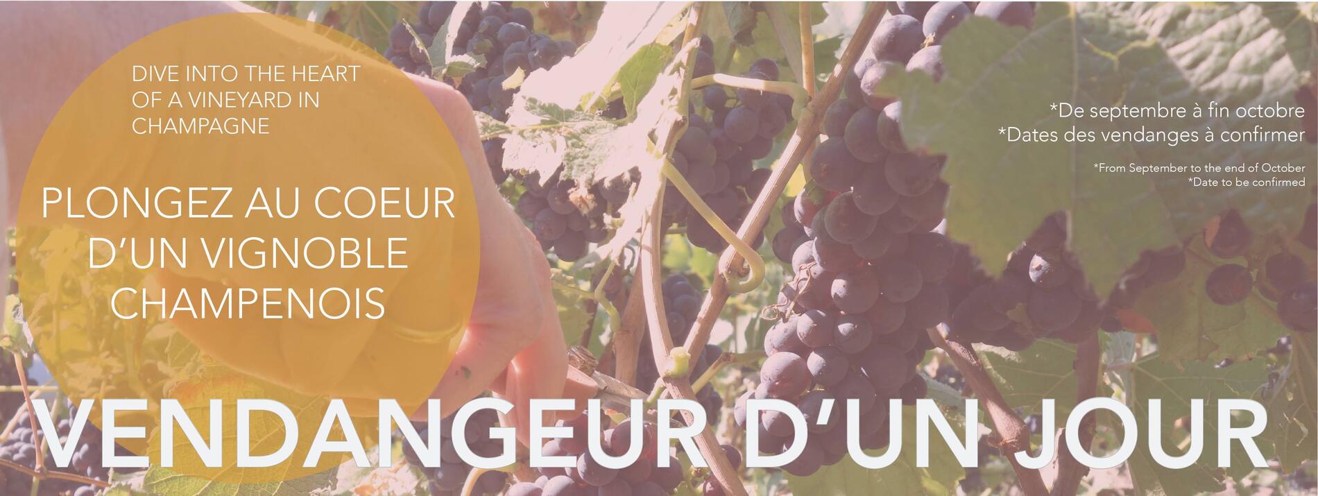 vendangeur d'un jour.jpg