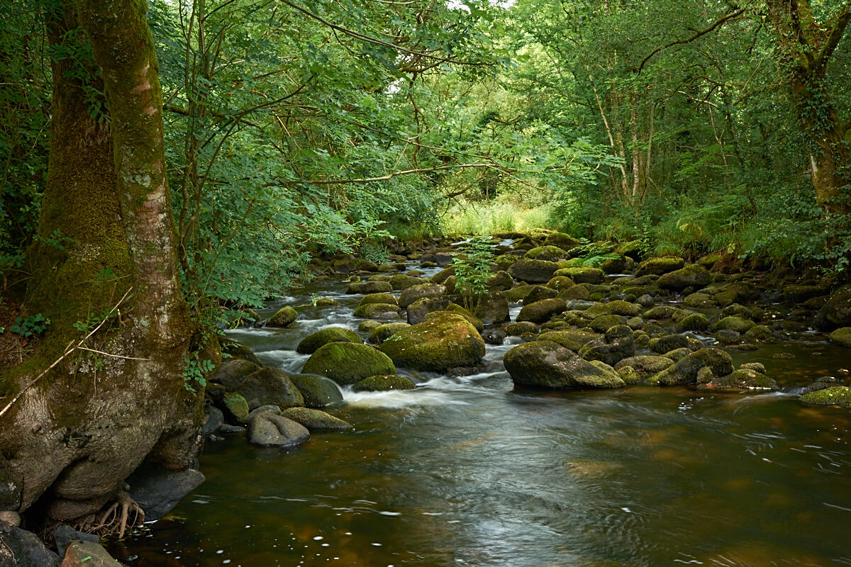 Anim-vie sauvage-bords de la rivière Ellé - Le Faouët - BD - @M-A Gouret-Puillandre.jpg