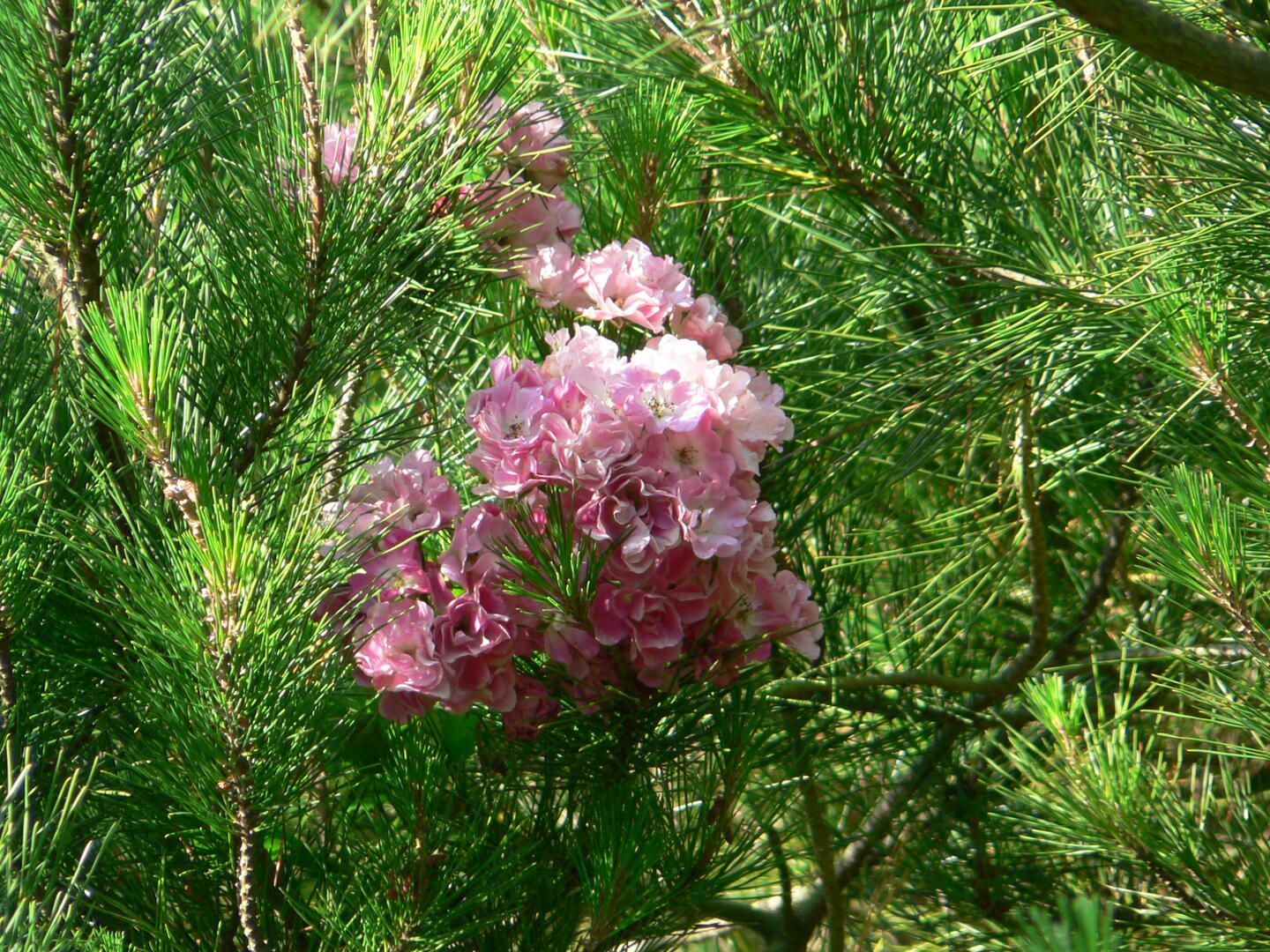 laroseraie2.jpg