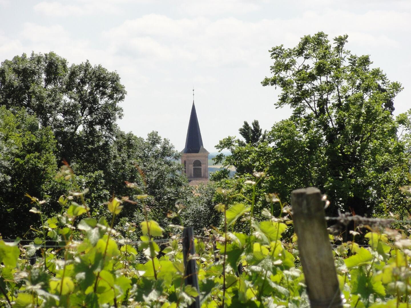 Les Vignes - Pissotte.JPG