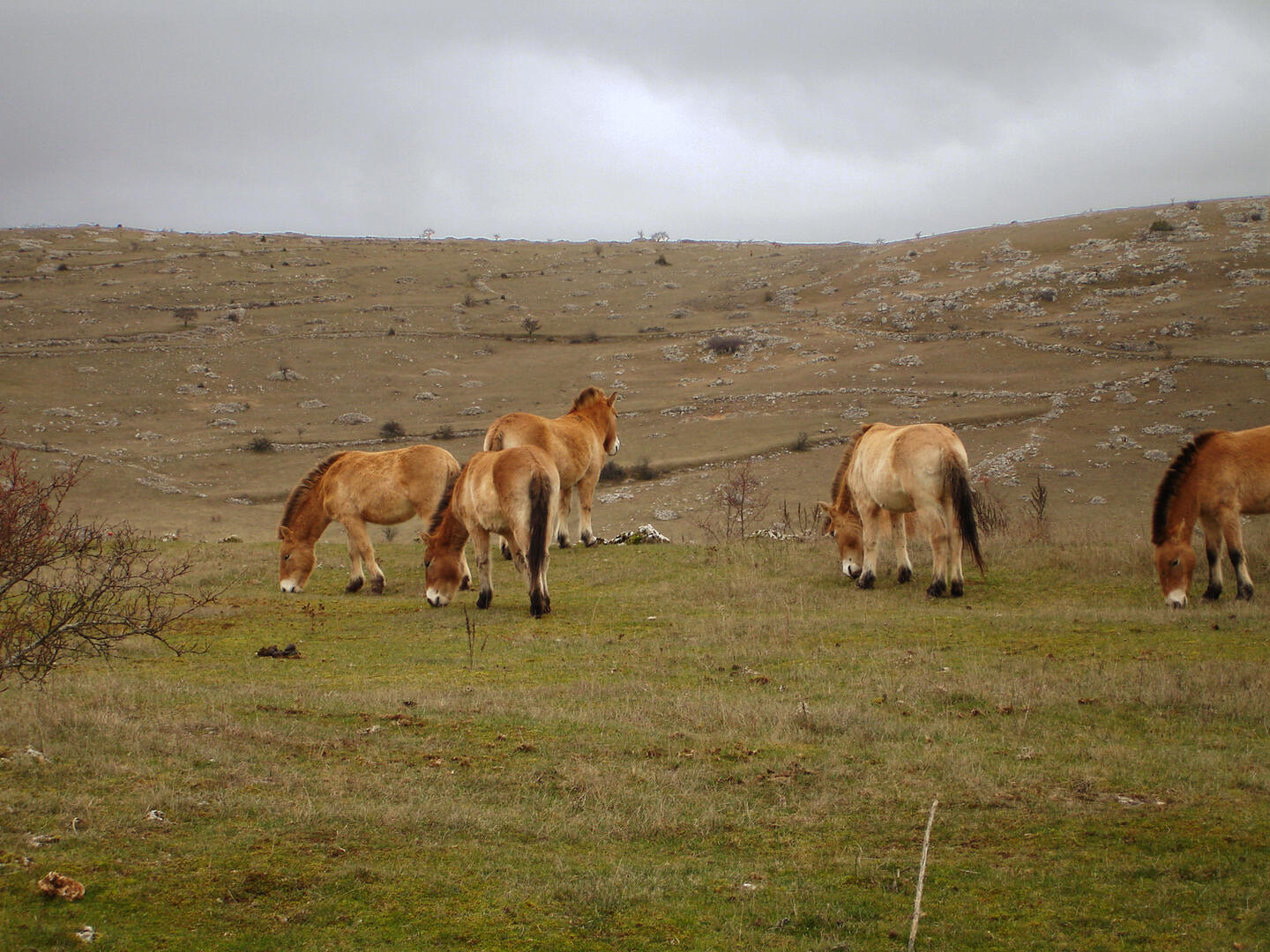 chevaux-Przewalski©OT-Sainte-enimie.jpg