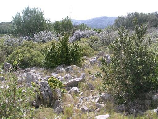 promenade découverte de la garrigue.jpg