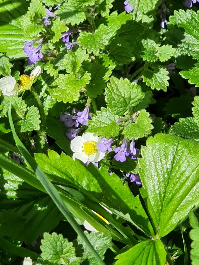 H1 - sortie plantes sauvages - ©Juliette Delplace.jpg