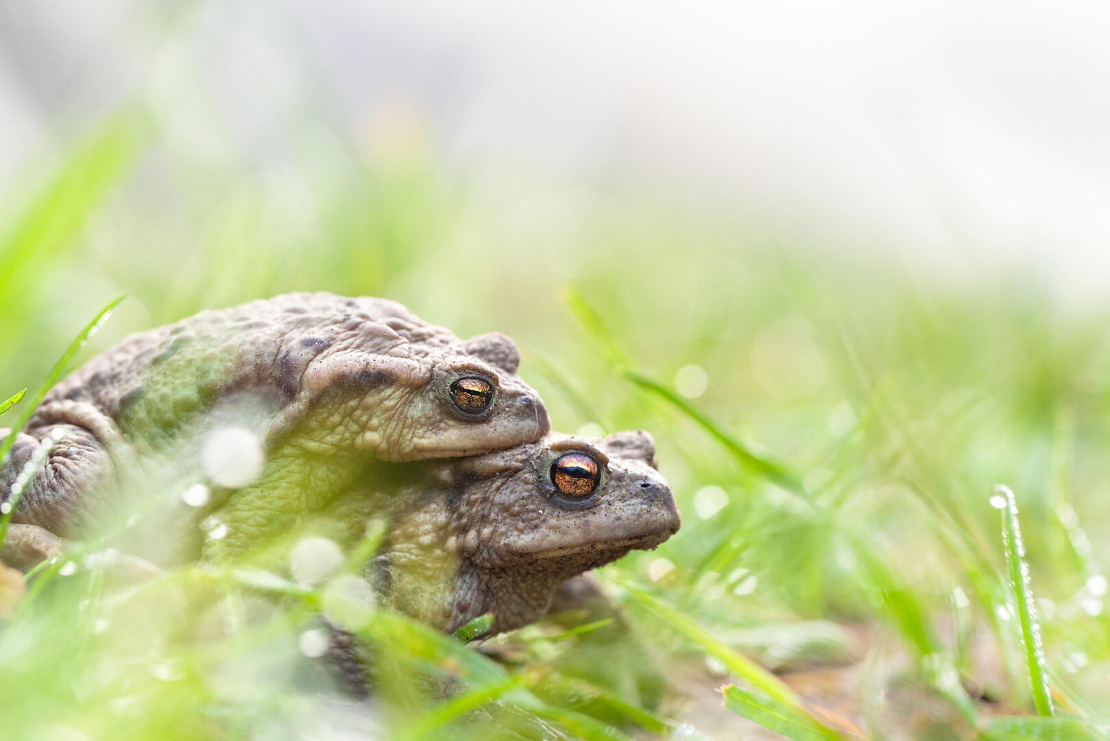 migration amphibiens.jpg