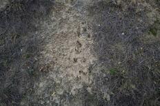 Traces.jpg