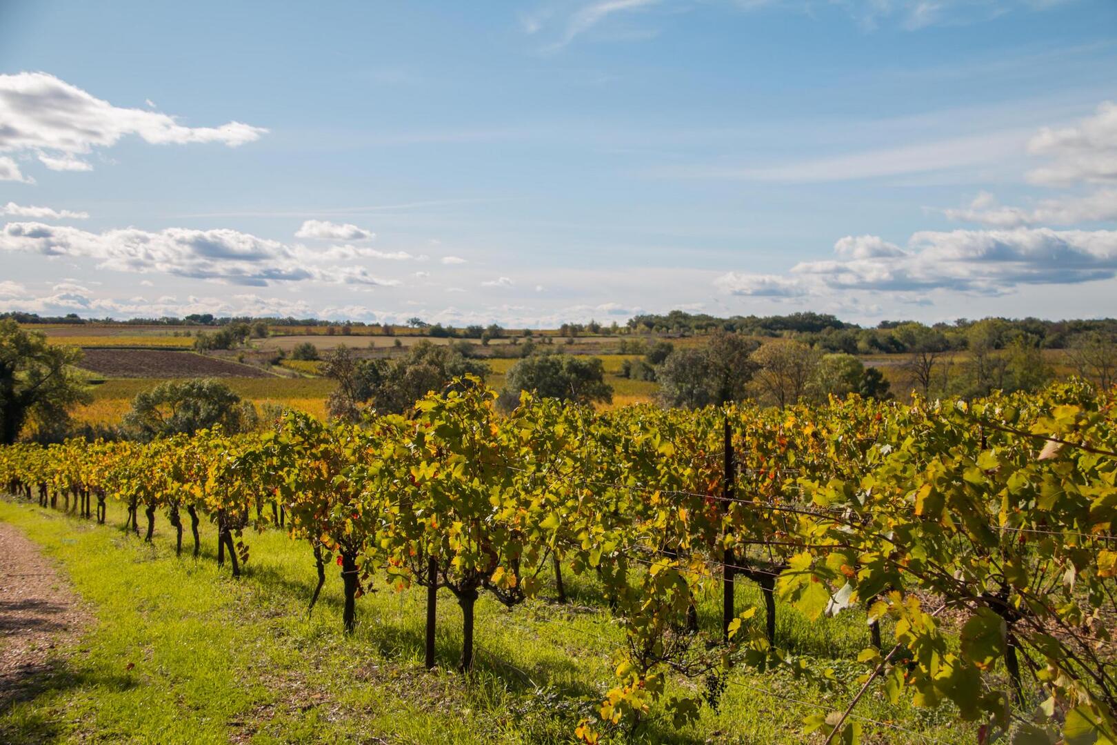 Vignes automne (2).jpg