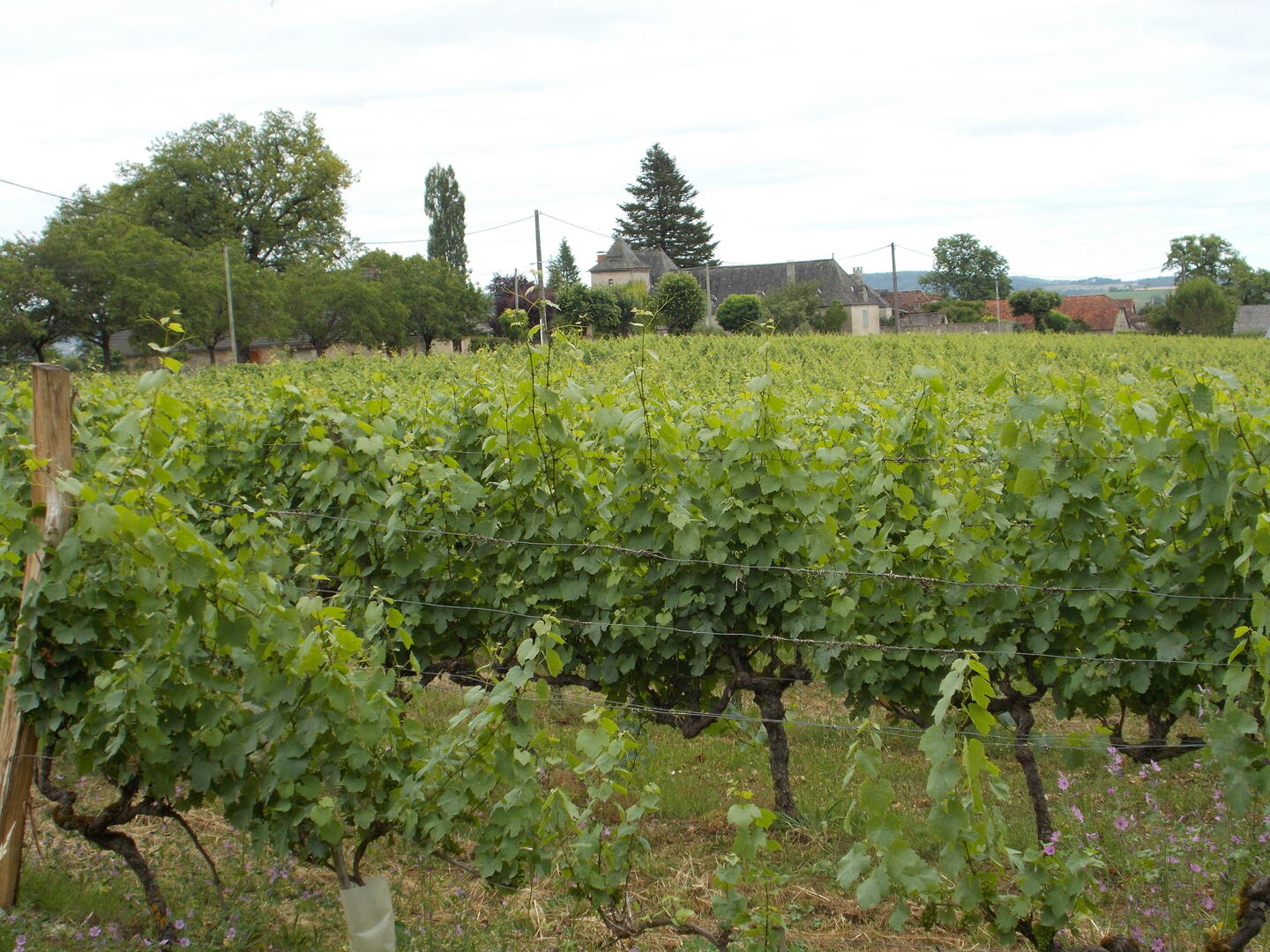 Vignes(2).JPG