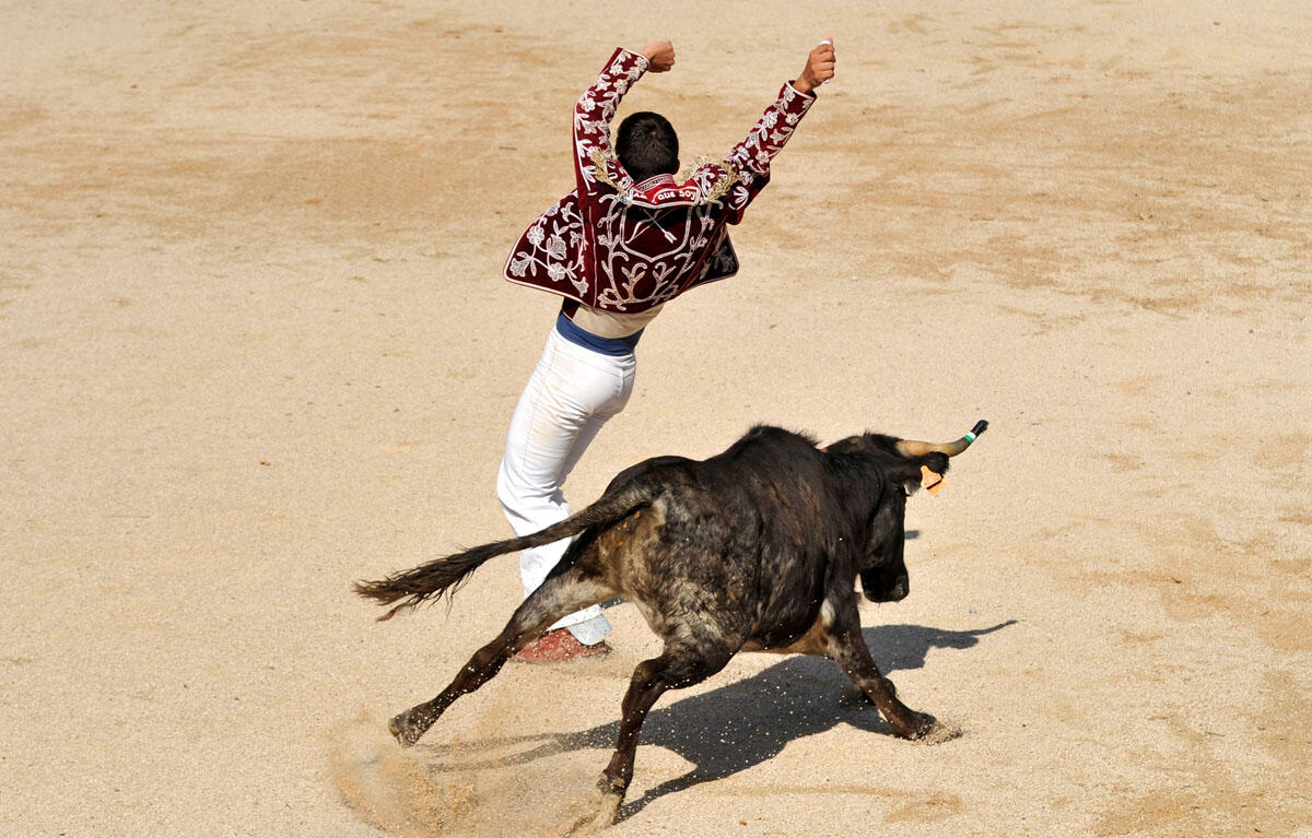 course landaise © Patrice Thebault.jpg