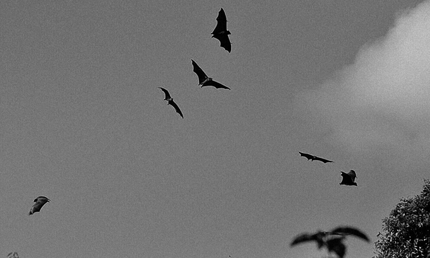 Chants-de-la-nuit-lumières-du-jour-bats-164210_640-nb-1418x850.jpg