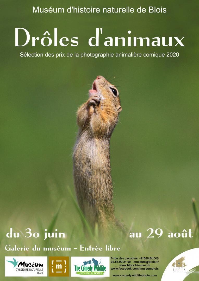 blois-agenda-202106-museum-drolesdanimaux.jpg