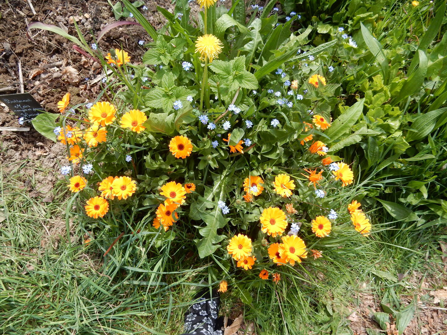 DSCN1129 - Mathilde Letourneur.JPG