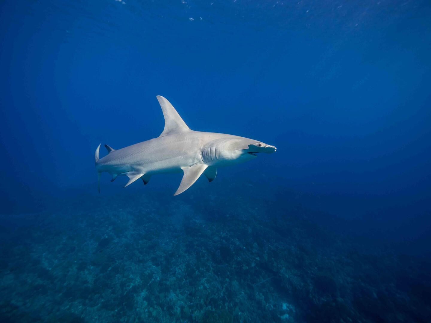 Requin Marteau -Ma'o Tuamata©Denis Grosmaire.jpg