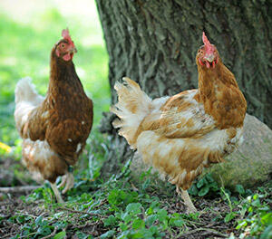 animaux-ferme.jpg