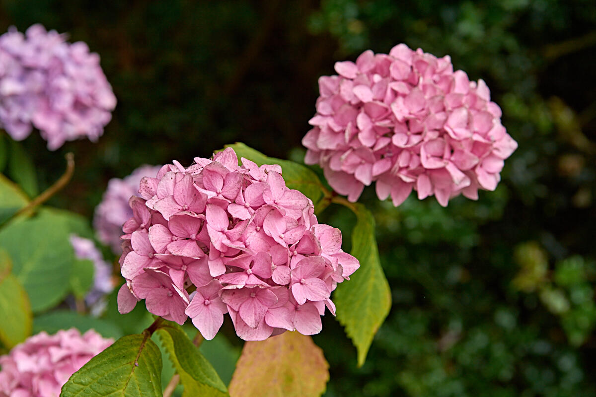 hortensia - BD - @M-A Gouret-Puillandre (2).jpg