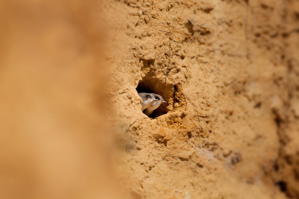 77.fort vert_02.06.2019.jpg