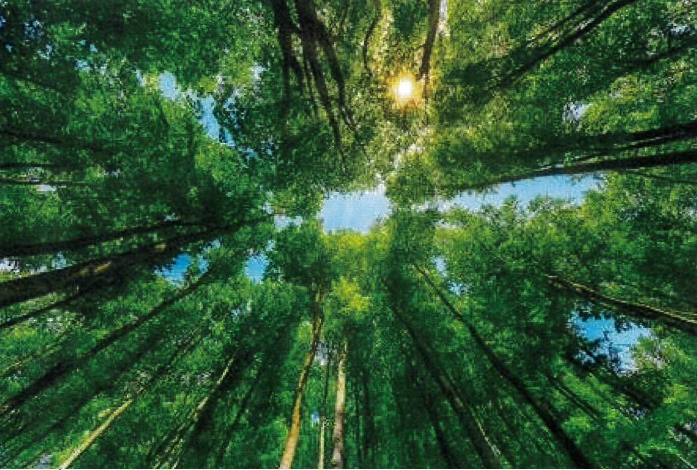 expo la forêt.jpg