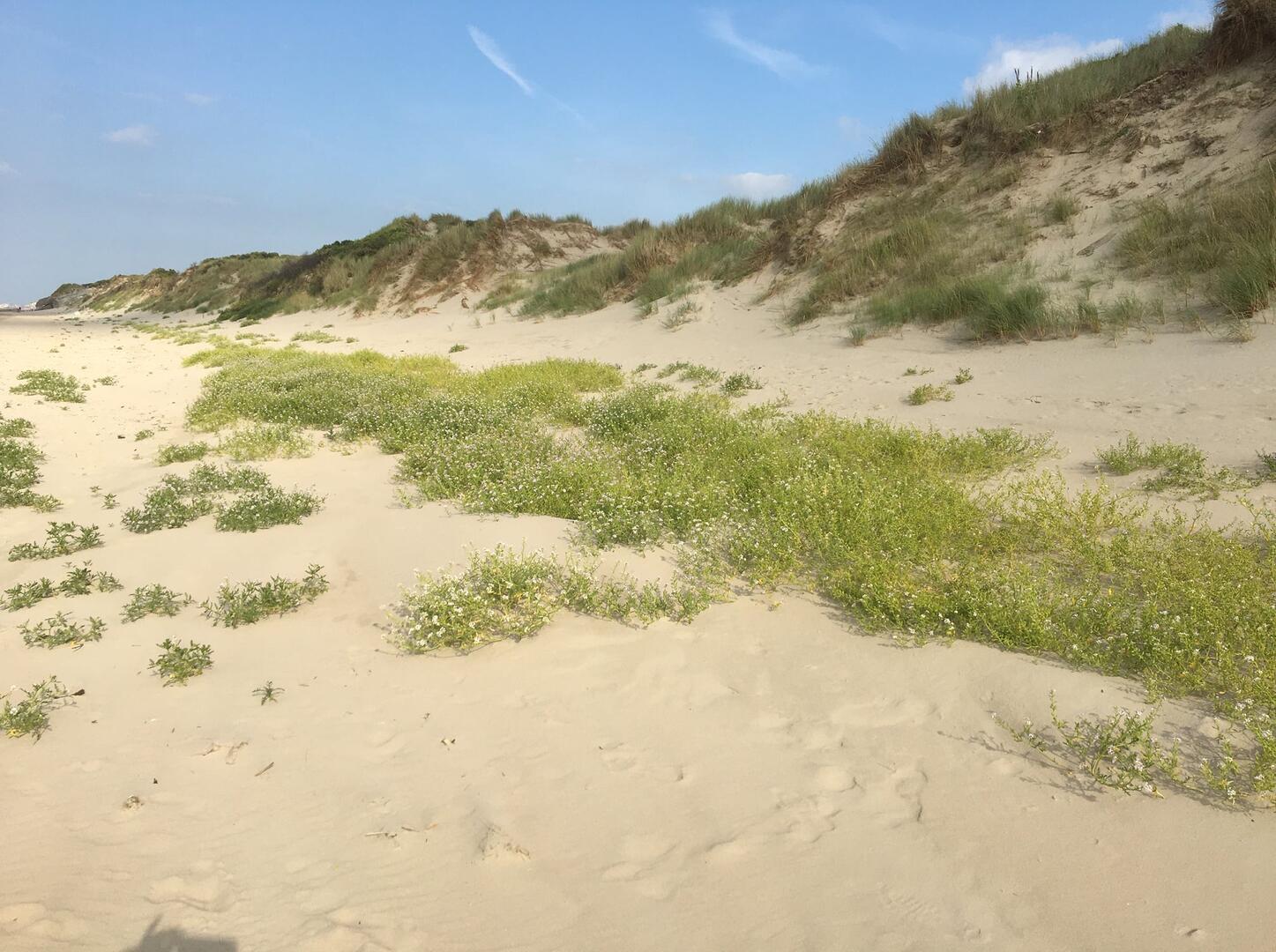 220409_Dune Perroquet.jpg