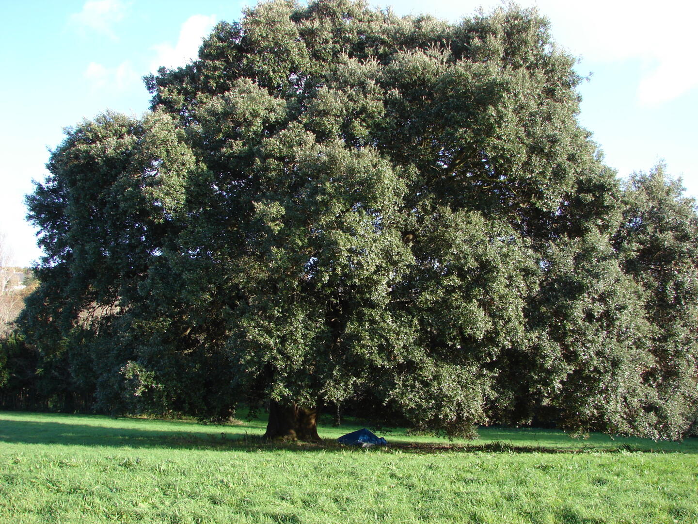 arbre.jpg
