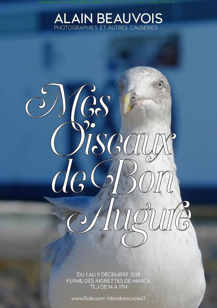 mes oiseaux de bon augure du 1 au 11 décembre.jpg