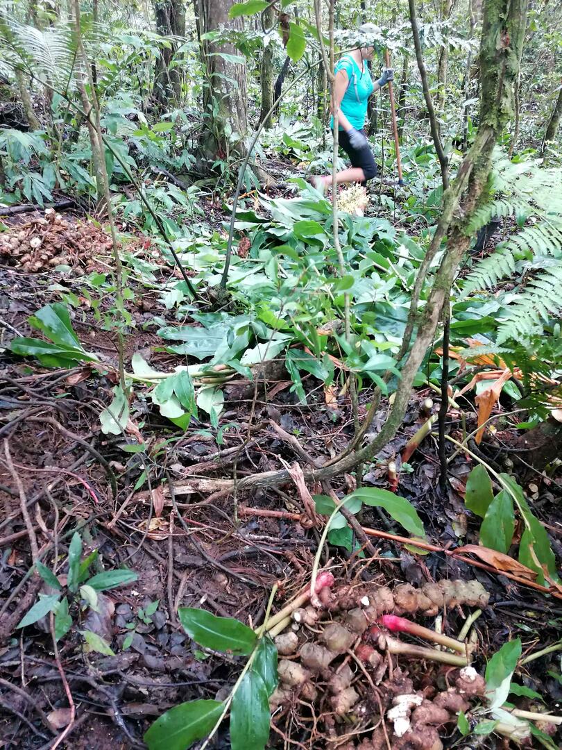 lutte contre les plantes invasives aux makes.jpg
