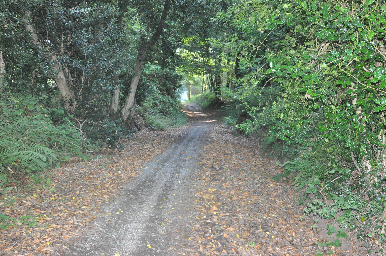 DSC_1279.JPG